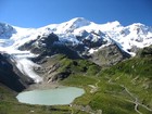 Эдельвейс альпийский - выращивание