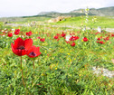 «Тюльпанам посвящали оды, за них отдавали жизнь», туры в Турцию