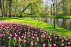 Голландия — страна тюльпанов и сыра