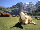 Экскурсионные туры в Швейцарию