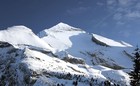 Сурок альпийский