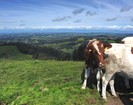 Швейцарские коровы